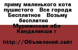 приму маленького кота пушистого - Все города Бесплатное » Возьму бесплатно   . Мурманская обл.,Кандалакша г.